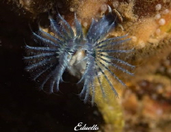 Just a few cm small, but beautiful colours the (driekanti... by Eduard Bello 
